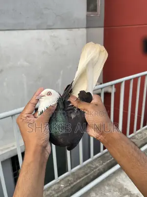 Full fresh Gorra male pigeon