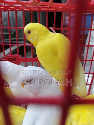 Budgerigar Adult