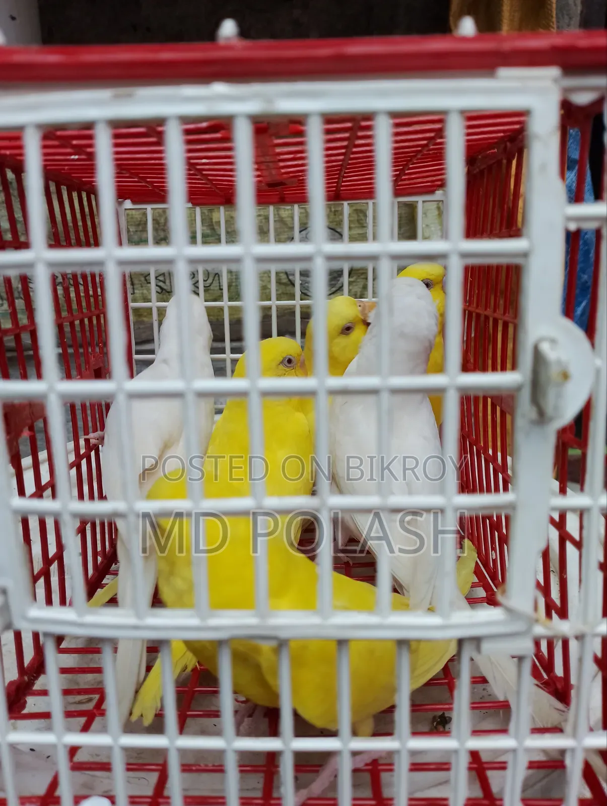 Budgerigar Adult