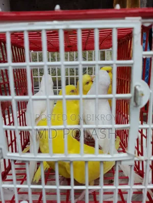 Budgerigar Adult