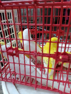 Budgerigar Adult