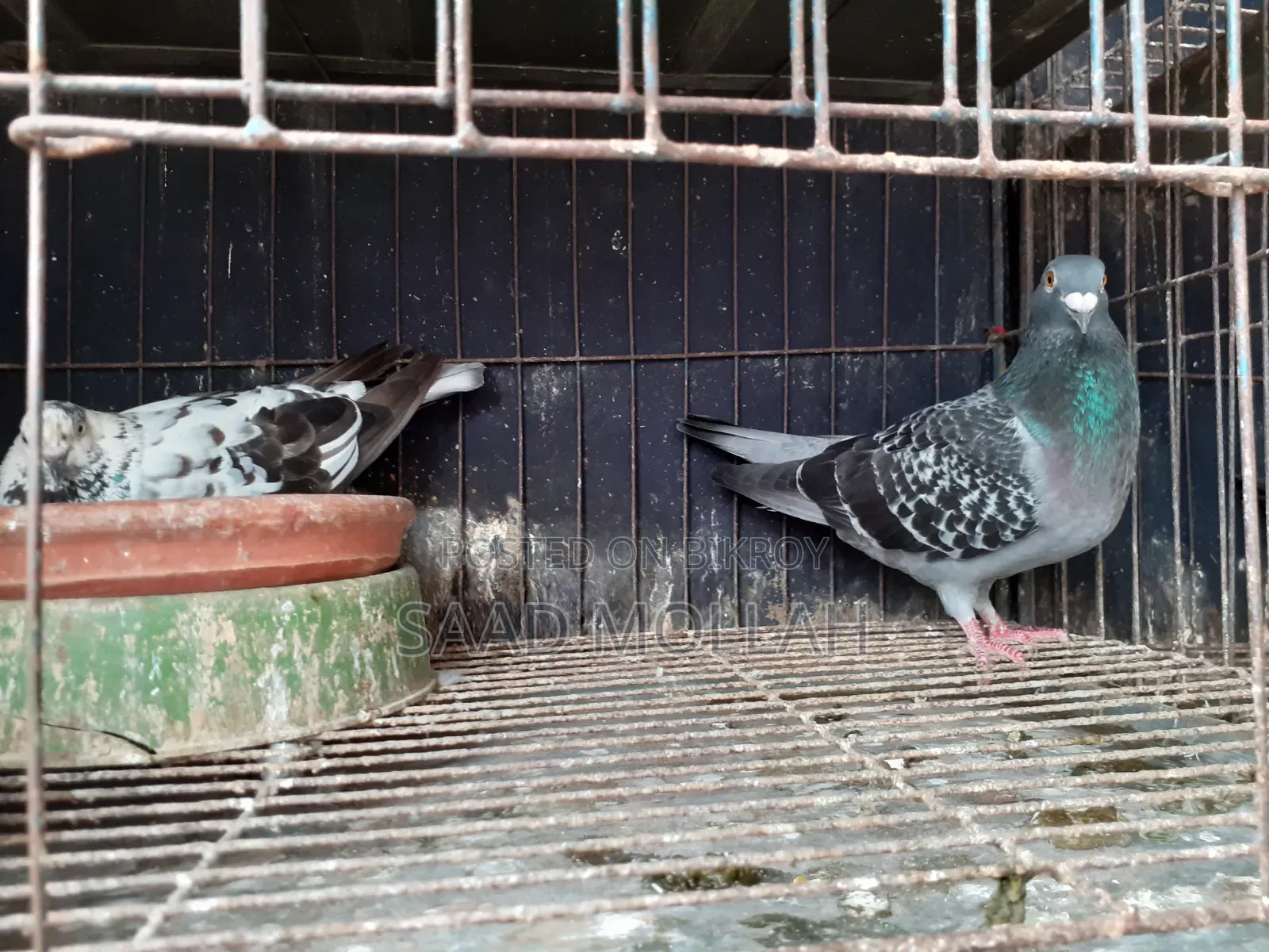 White Pigeons