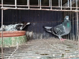 White Pigeons