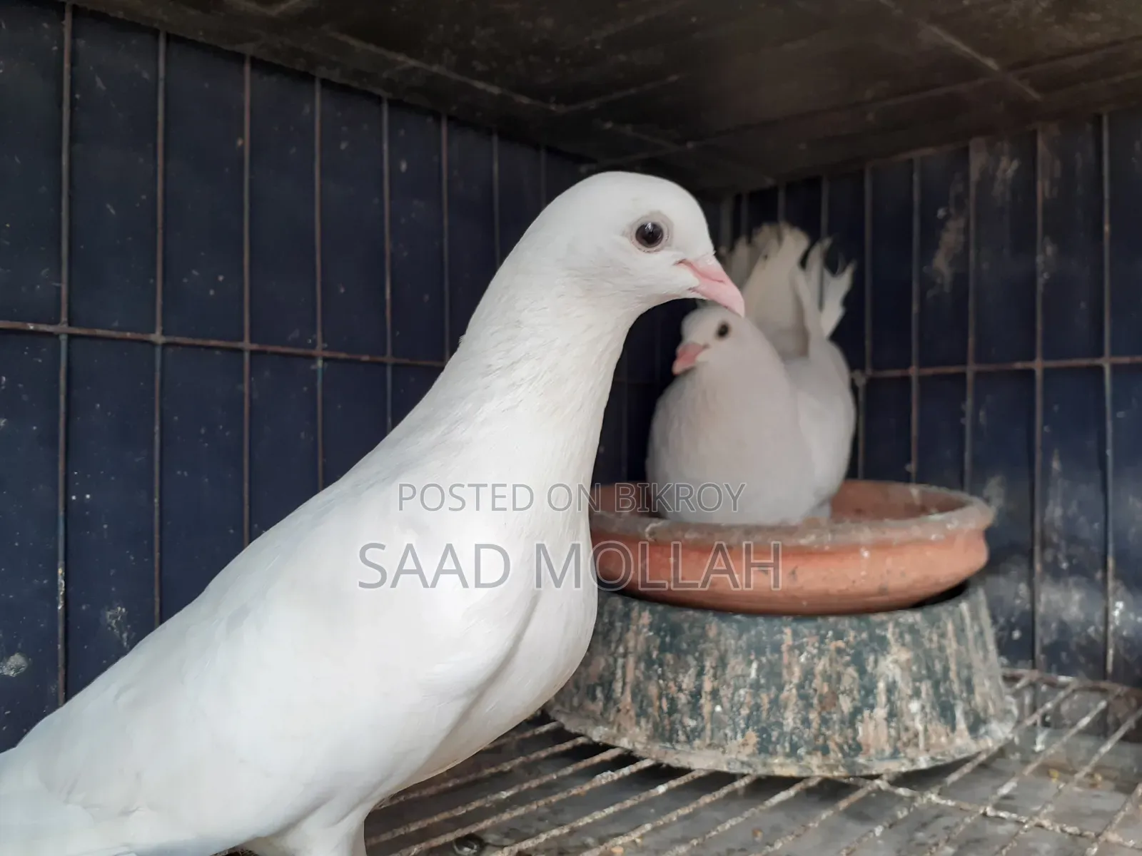 White Pigeons