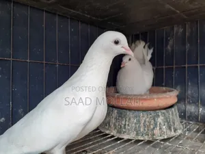 White Pigeons