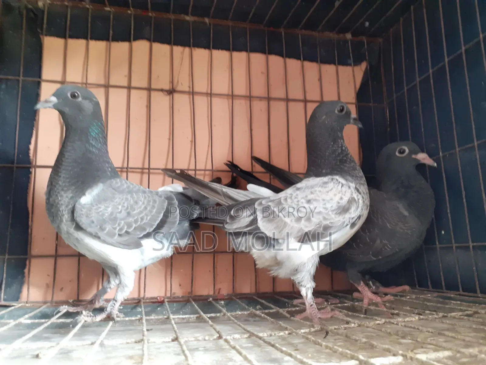 White Pigeons