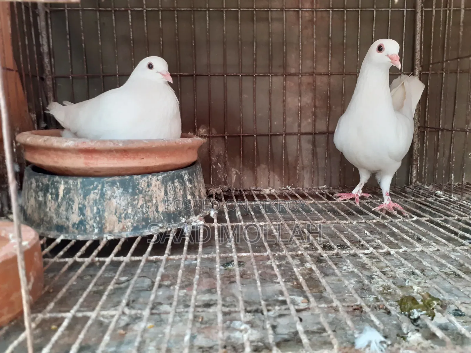 White Pigeons