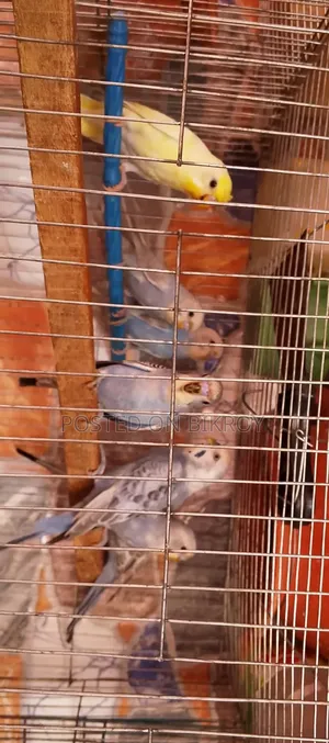 Budgerigar with running chicks available,