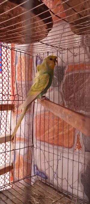 Budgerigar with running chicks available,