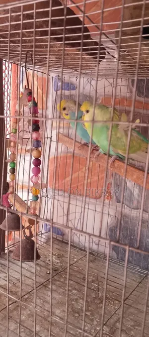 Budgerigar with running chicks available,