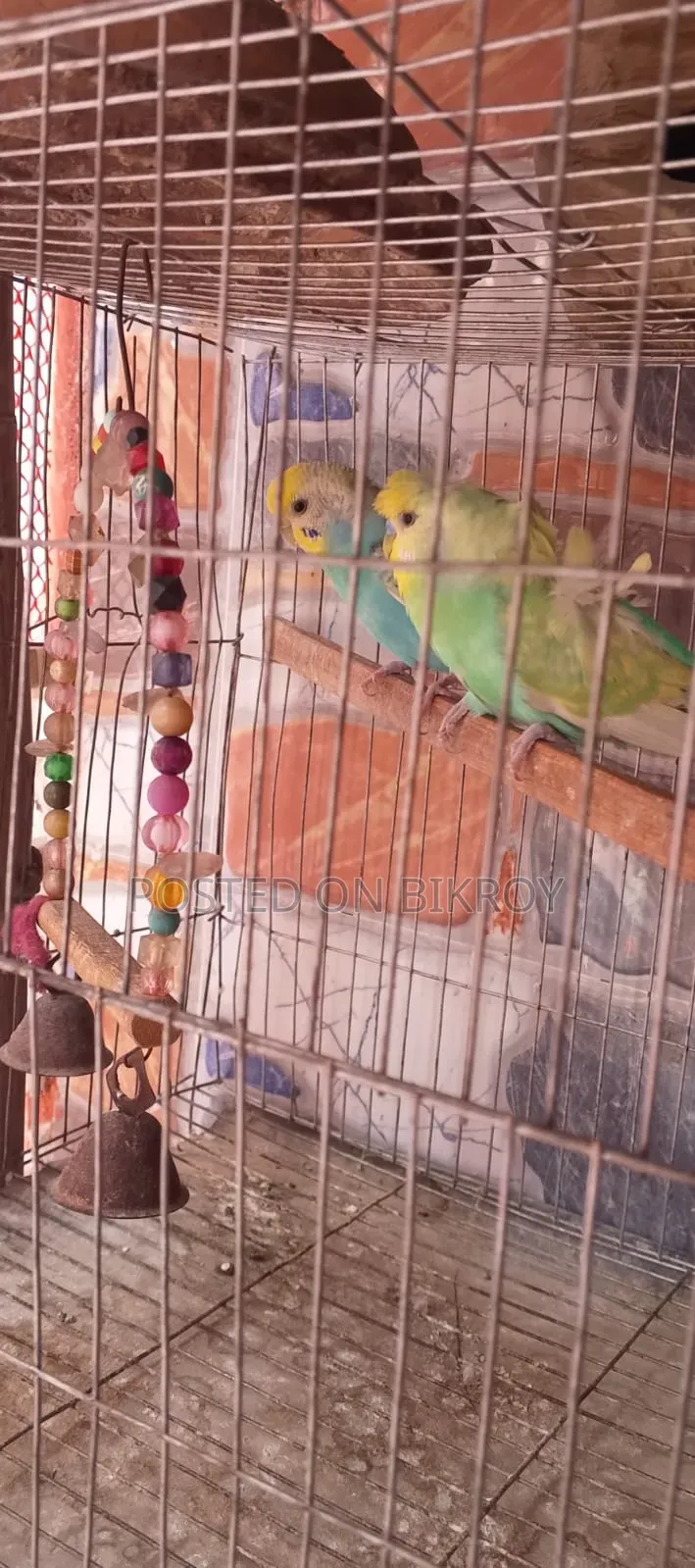 Budgerigar with running chicks available,