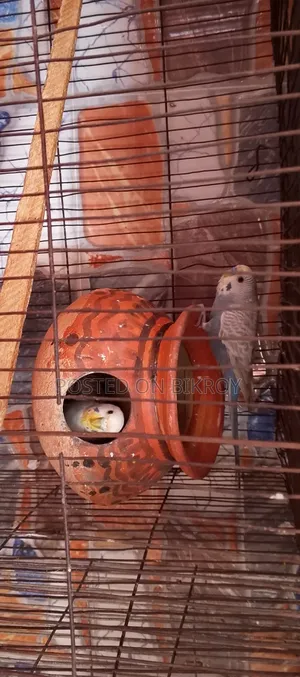 Budgerigar with running chicks available,