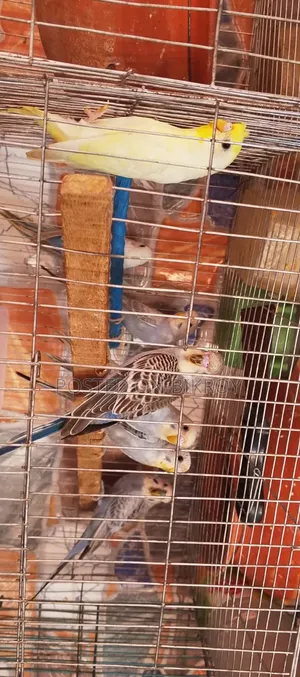 Budgerigar with running chicks available,