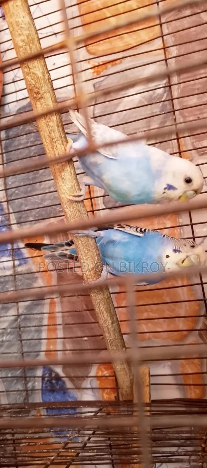 Budgerigar with running chicks available,