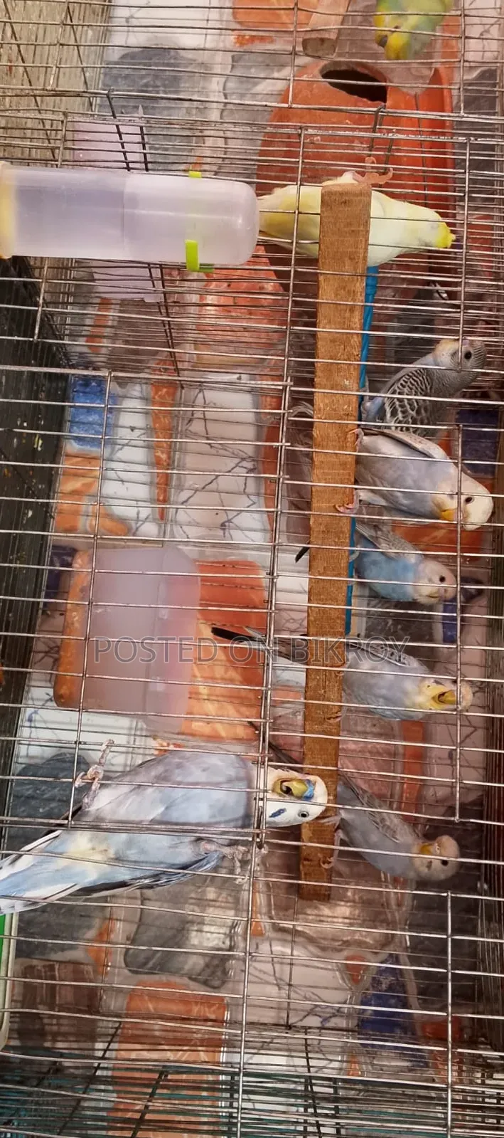Budgerigar with running chicks available,