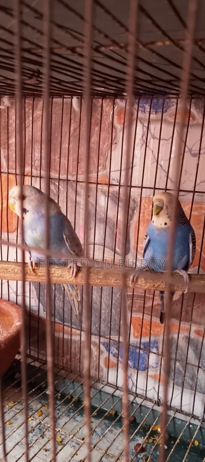 Budgerigar with running chicks available,