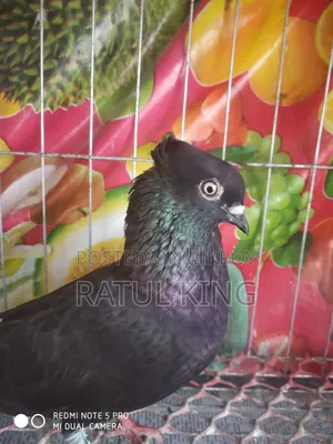 Chuitol Musaldom Snake Eye Dum 12 Pigeons Running Eggs Chicks Clear