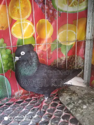 Chuitol Musaldom Snake Eye Dum 12 Pigeons Running Eggs Chicks Clear