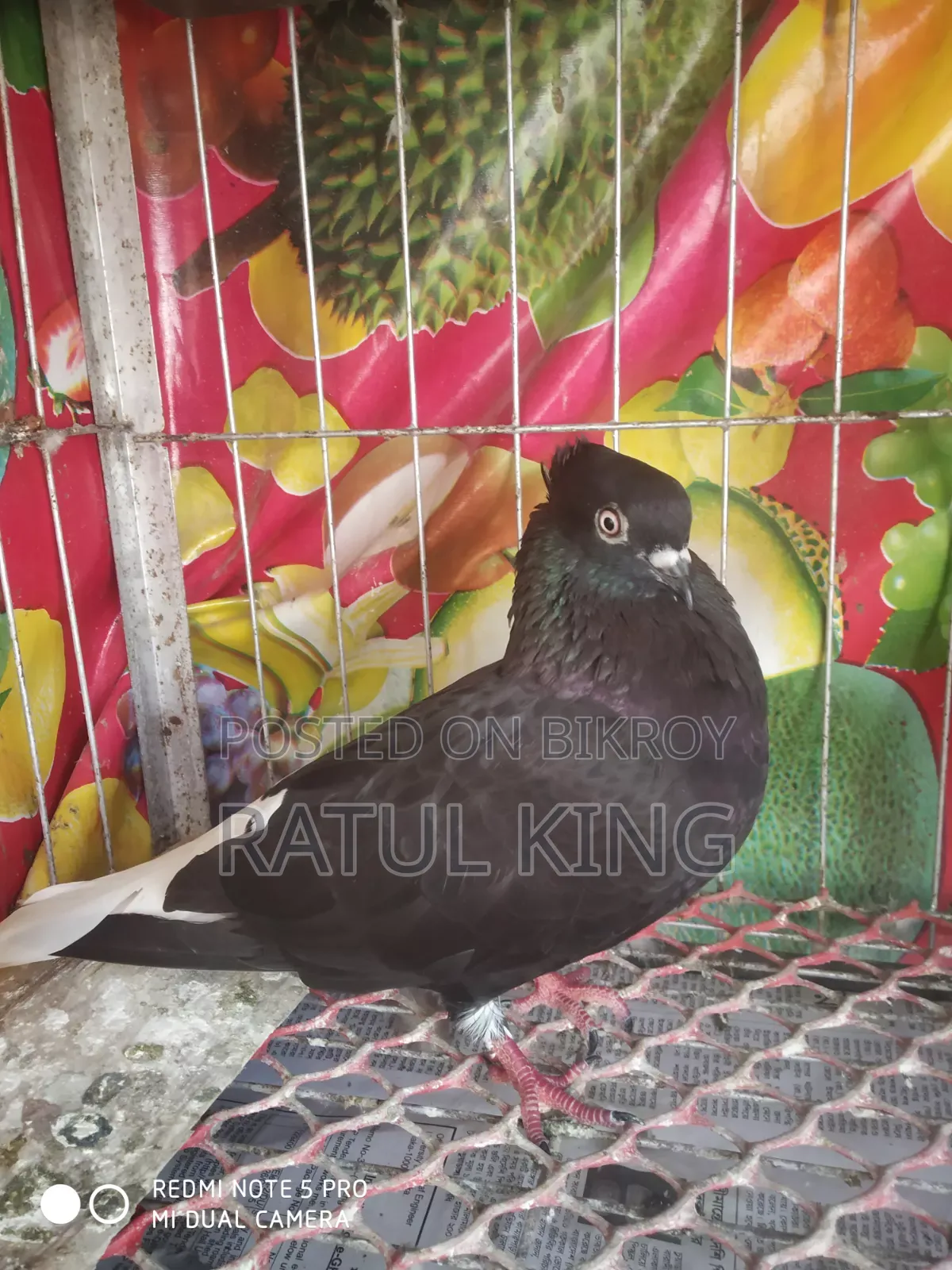 Chuitol Musaldom Snake Eye Dum 12 Pigeons Running Eggs Chicks Clear