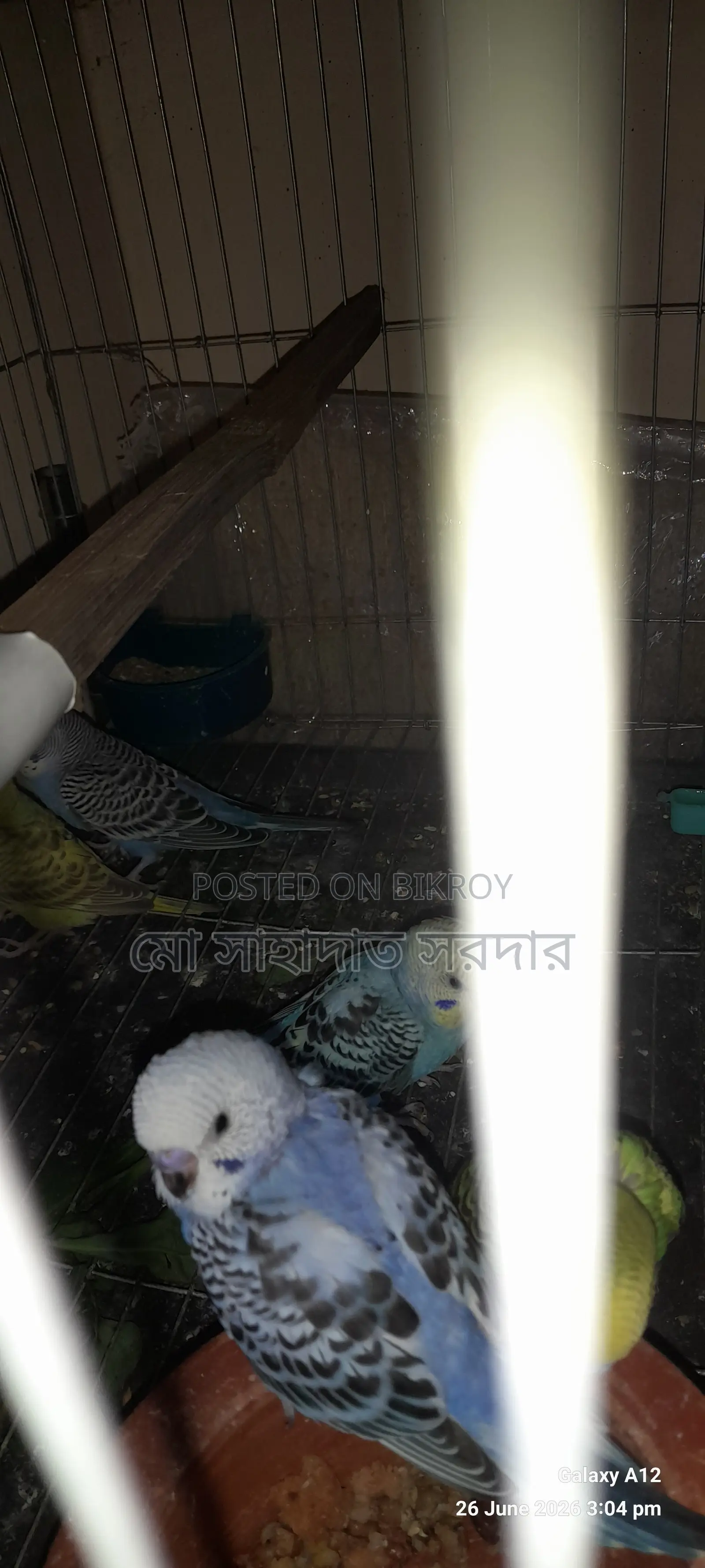 Budgie Birds for Sale