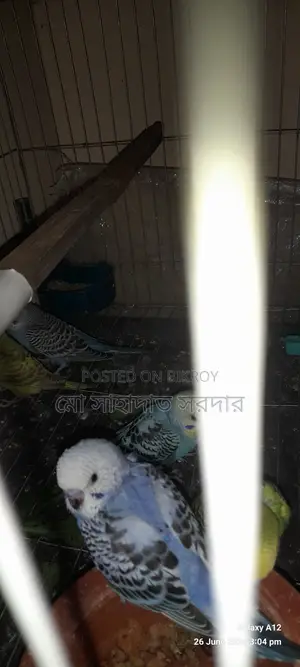 Budgie Birds for Sale