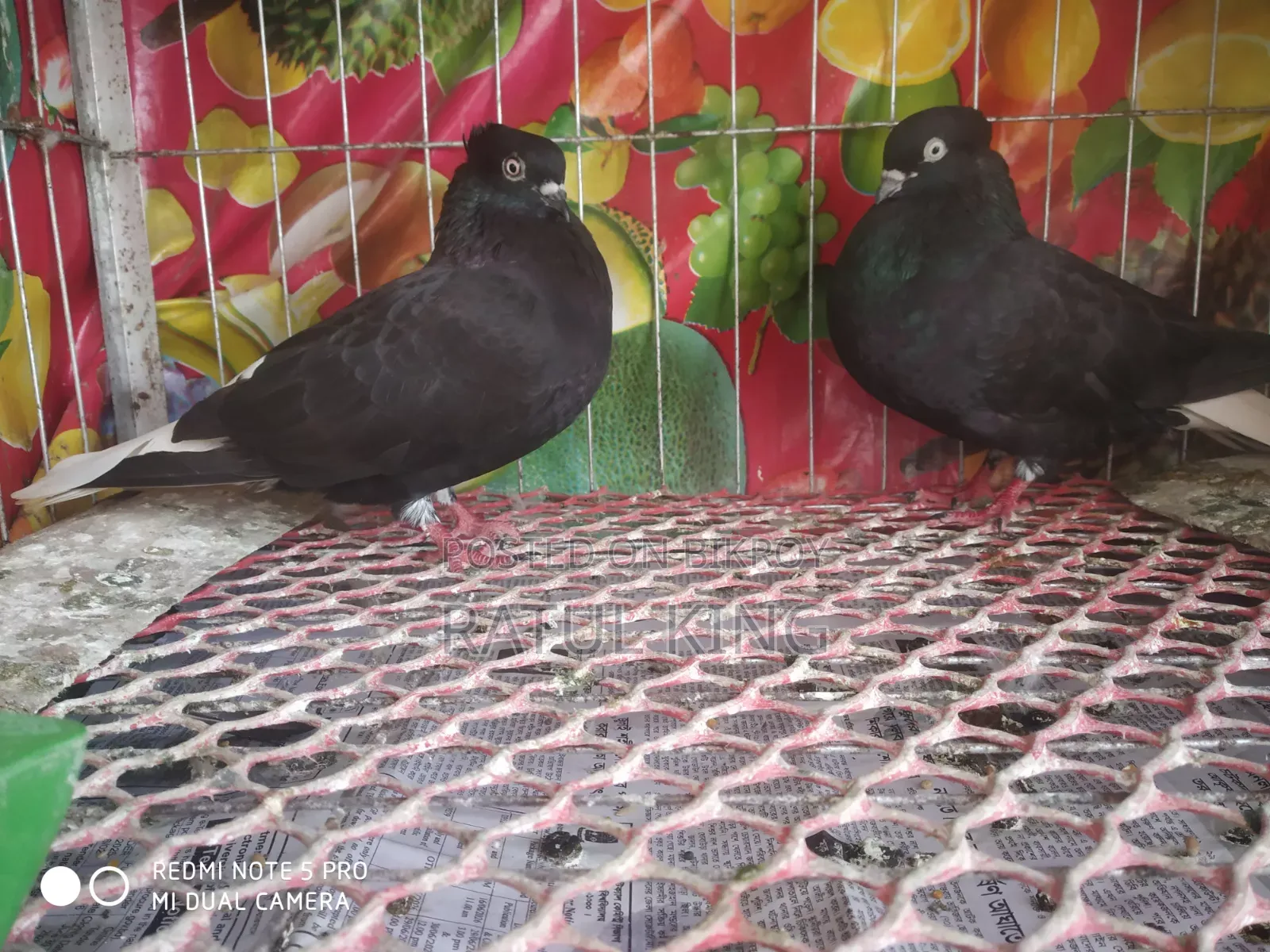 Chuitol Musaldom Snake Eye Dum 12 Pigeons Running Eggs Chicks Clear