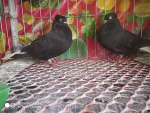 Chuitol Musaldom Snake Eye Dum 12 Pigeons Running Eggs Chicks Clear