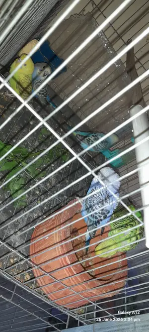 Budgie Birds for Sale