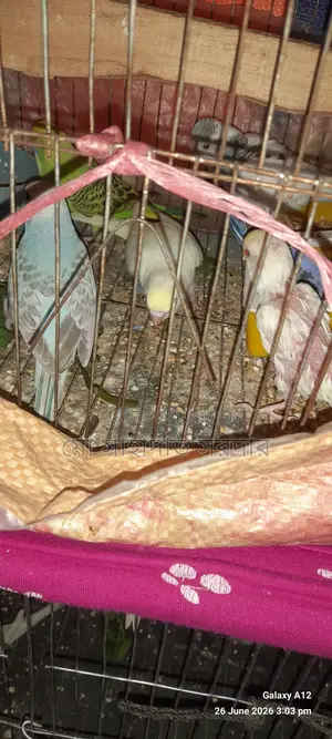 Budgie Birds for Sale