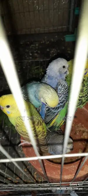 Budgie Birds for Sale