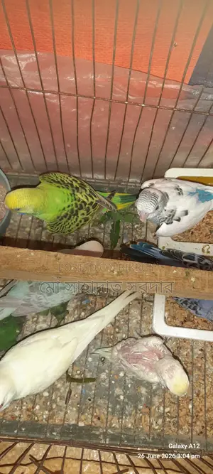 Budgie Birds for Sale