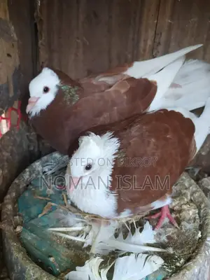 One pair of Red Raj Golla pigeons for sale