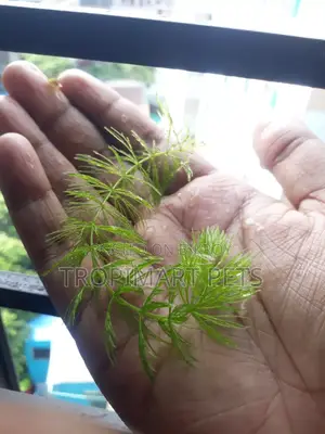 (মেগা অফার) | ১০ পিস (৬ ইঞ্চি) | তাজা স্বাস্থ্যকর হর্নওয়ার্ট লাইভ প্ল্যান্ট।