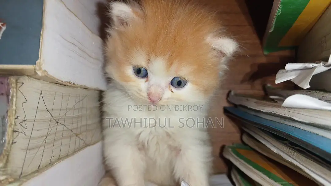 0-1 Month Male Purebred Persian