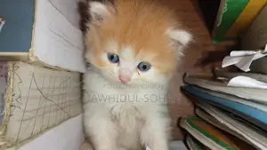 0-1 Month Male Purebred Persian