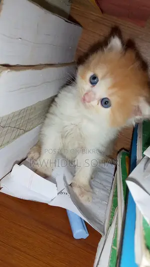 0-1 Month Male Purebred Persian