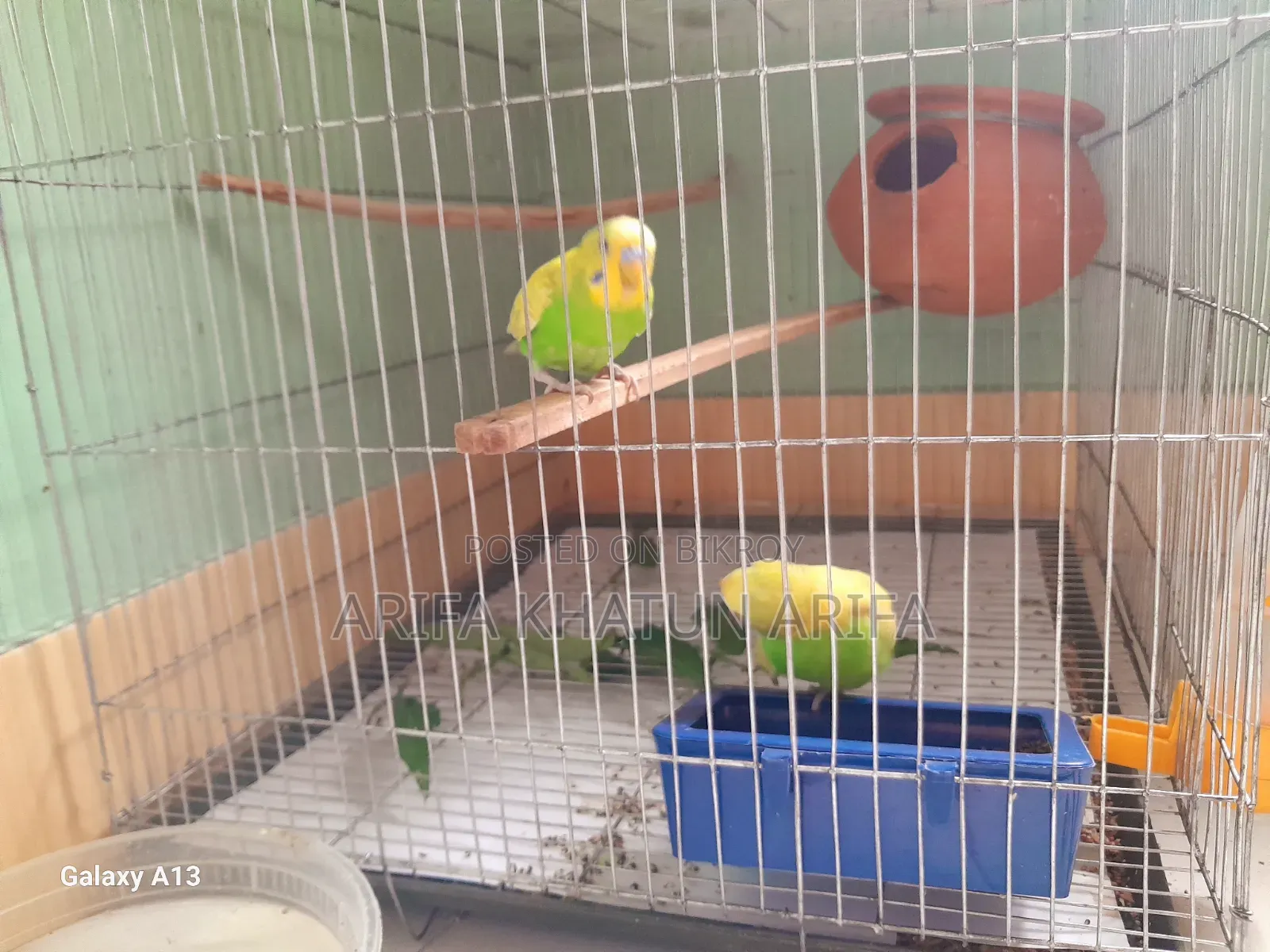 Budgerigar Birds