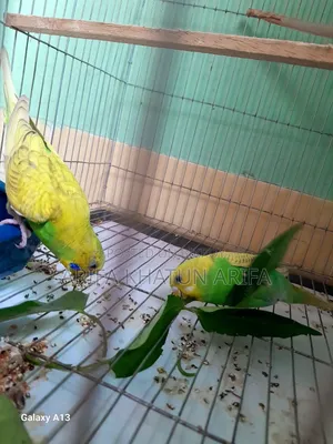 Budgerigar Birds