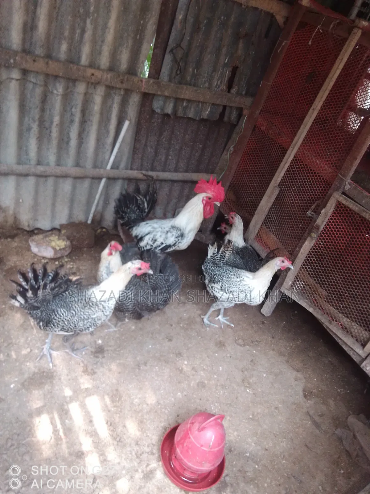 Want to sell Fayoumi chicken