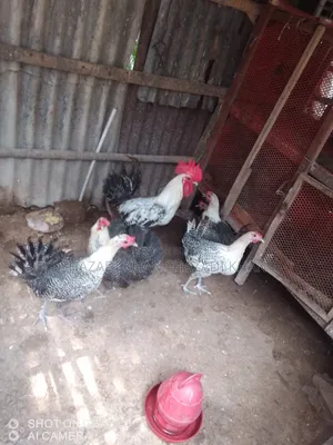 Want to sell Fayoumi chicken