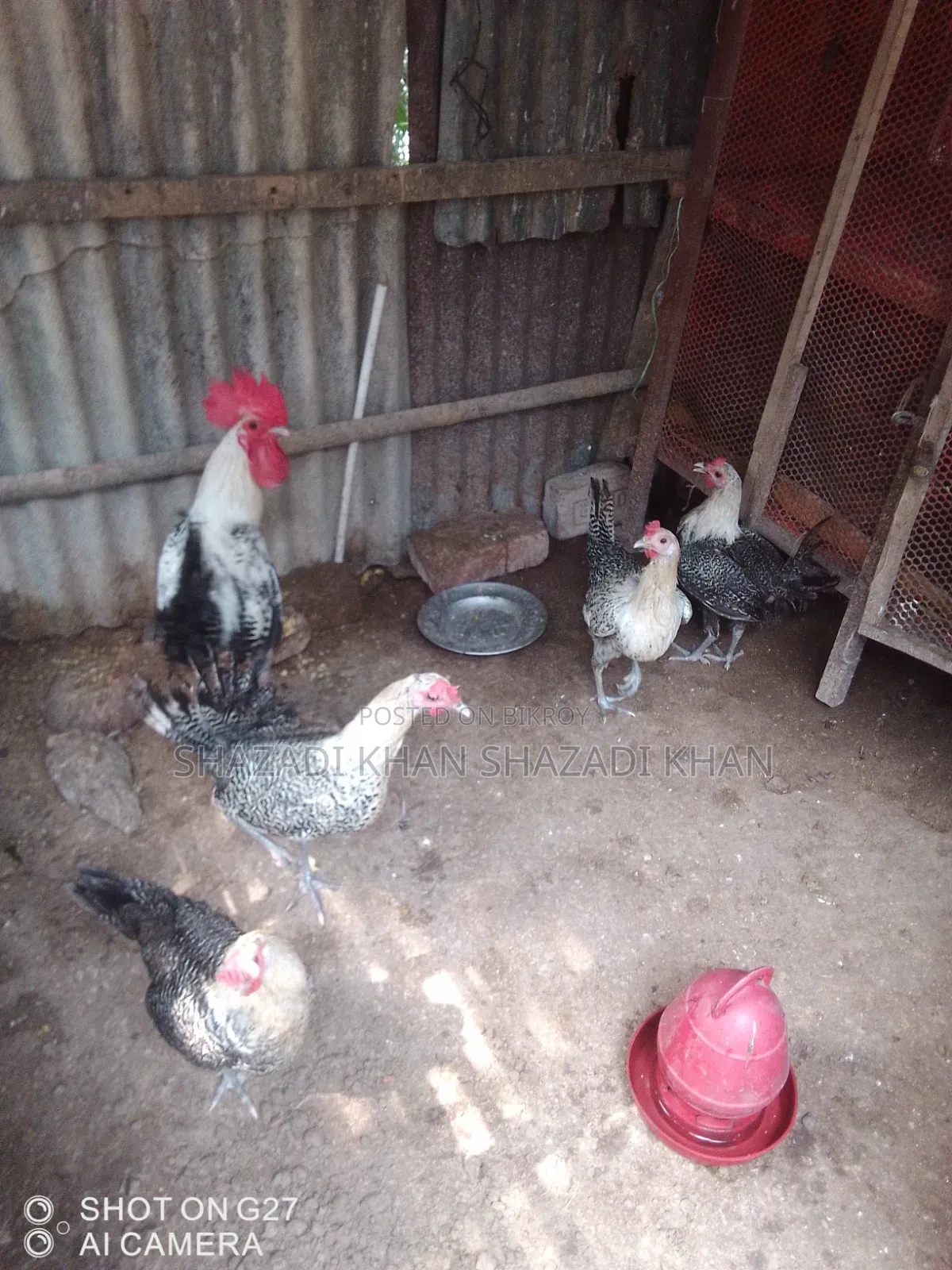 Want to sell Fayoumi chicken