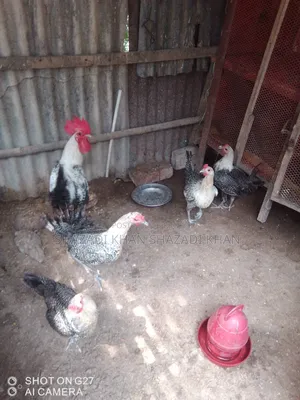 Want to sell Fayoumi chicken