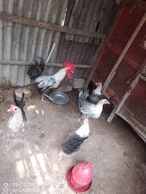 Want to sell Fayoumi chicken