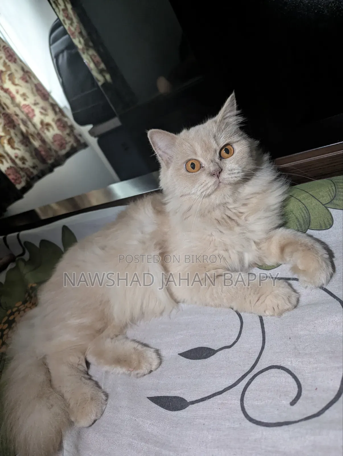 1+ Year Female Purebred Persian