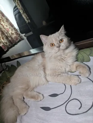1+ year Female Purebred Persian
