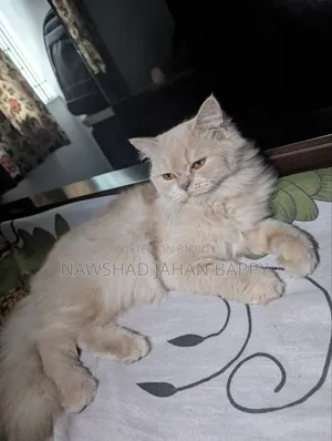 1+ Year Female Purebred Persian