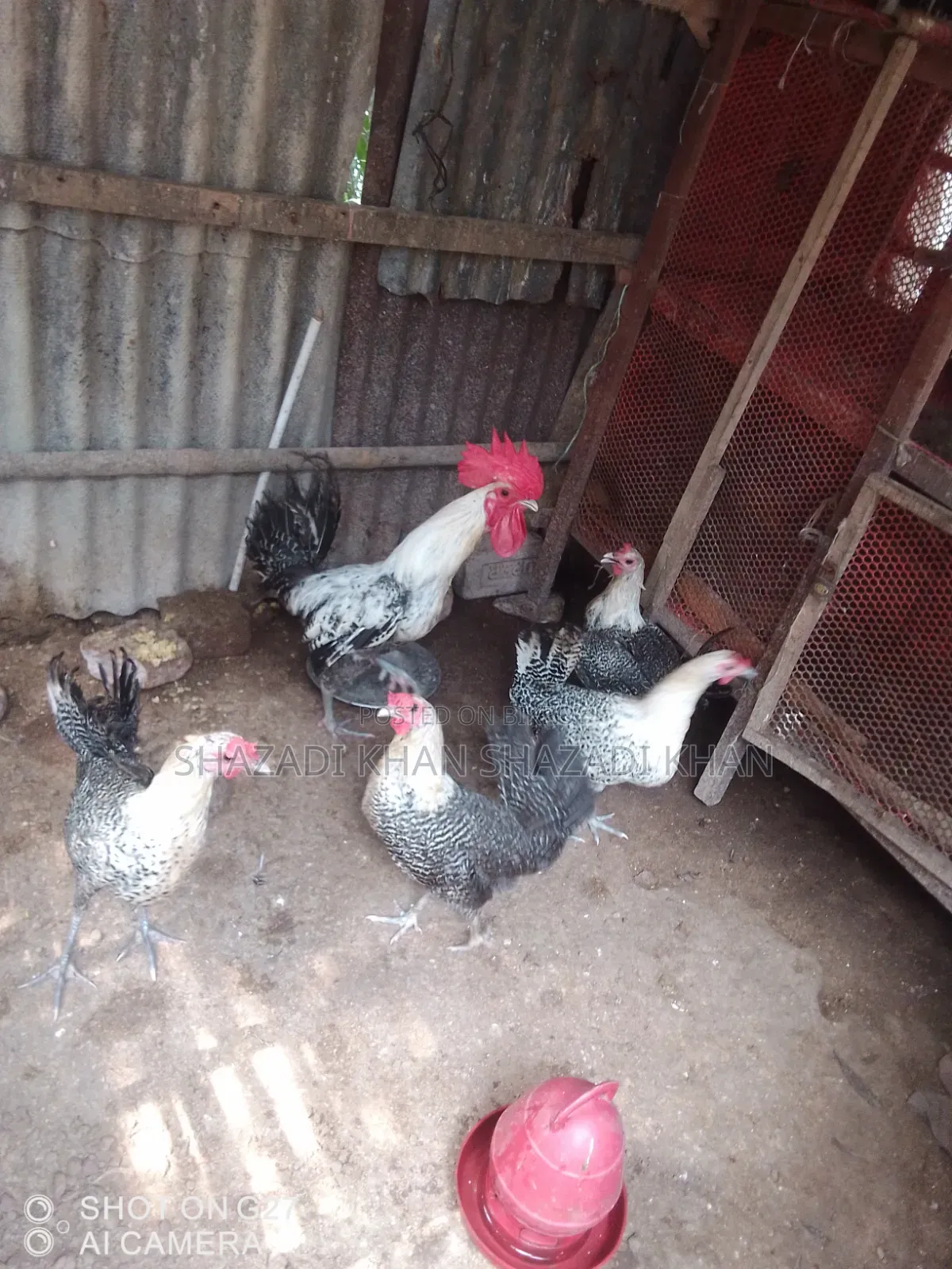 Want to sell Fayoumi chicken