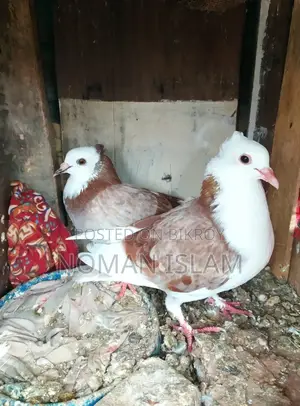 One pair of running Milli Raj Golla pigeons for sale