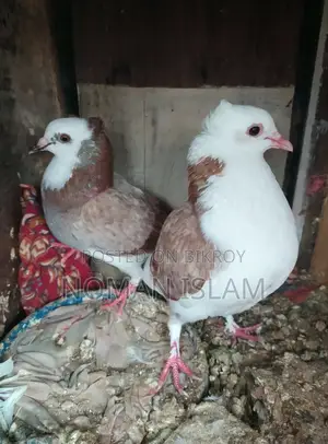 A pair of running Milli Raj Golla pigeons for sale
