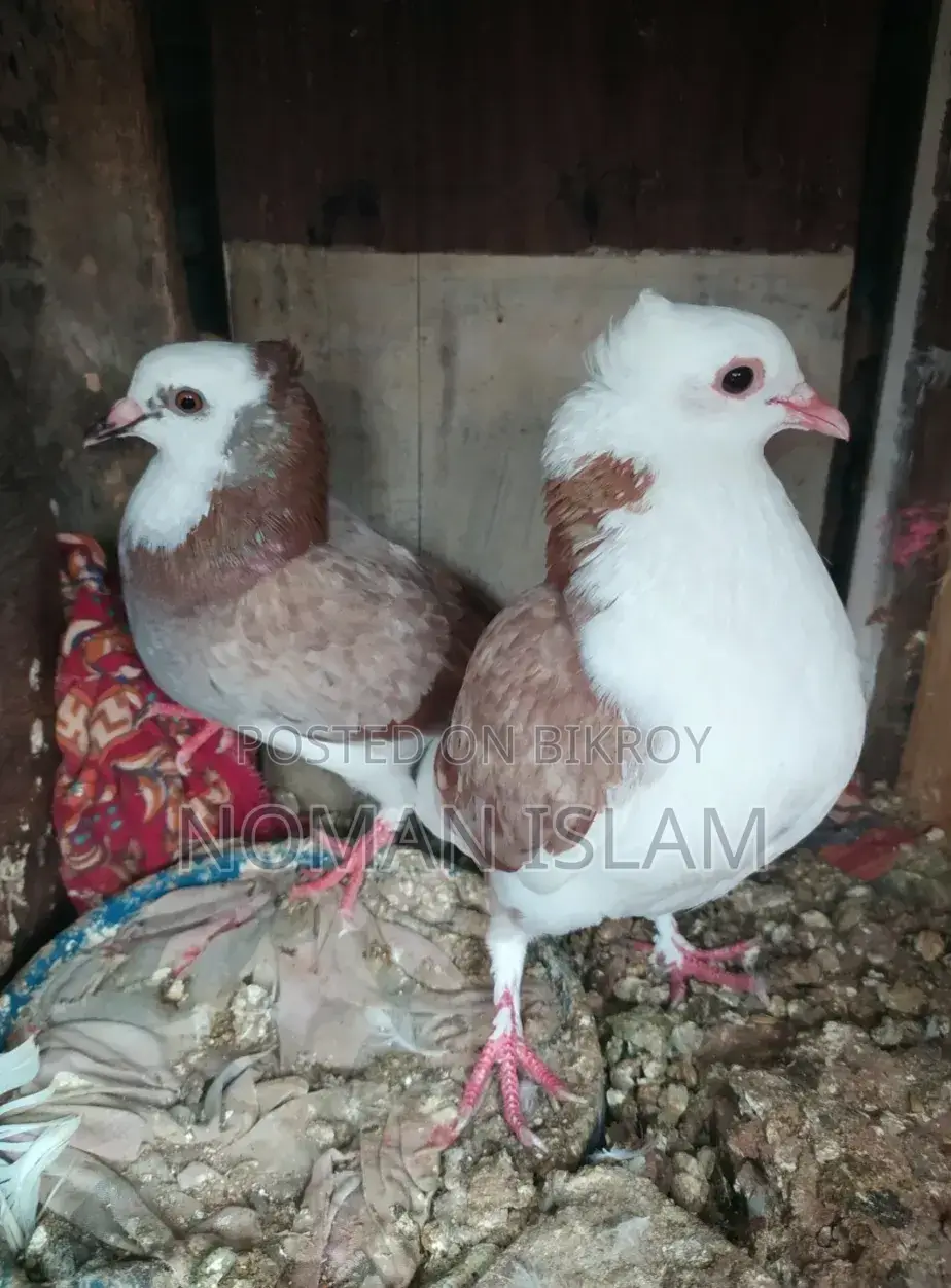 A pair of running Milli Raj Golla pigeons for sale